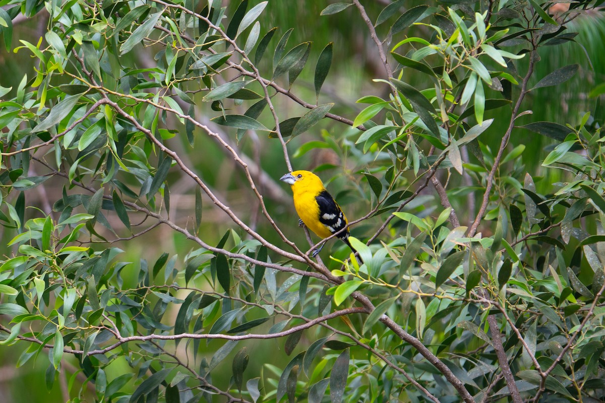 Golden Grosbeak - ML652877533