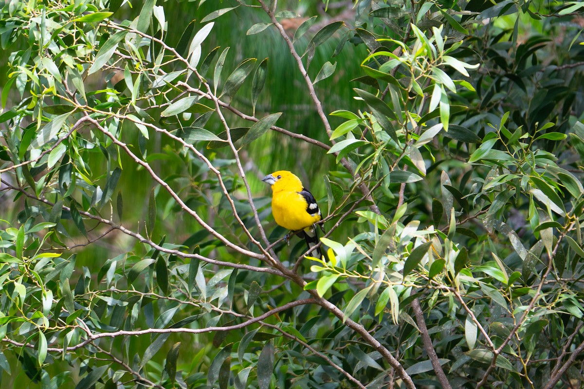 Golden Grosbeak - ML652877534