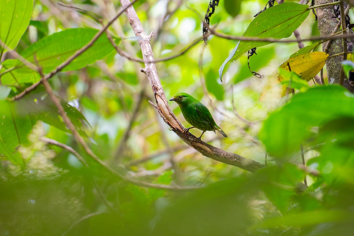 Golden-breasted Fruiteater - ML652877557