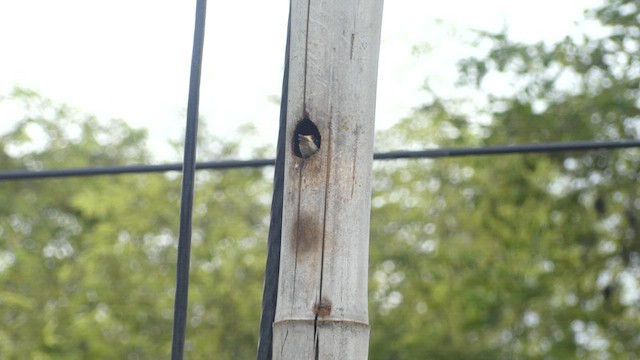 Black-cheeked Woodpecker - ML652877599