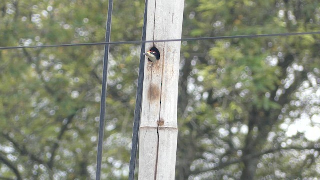 Black-cheeked Woodpecker - ML652877638