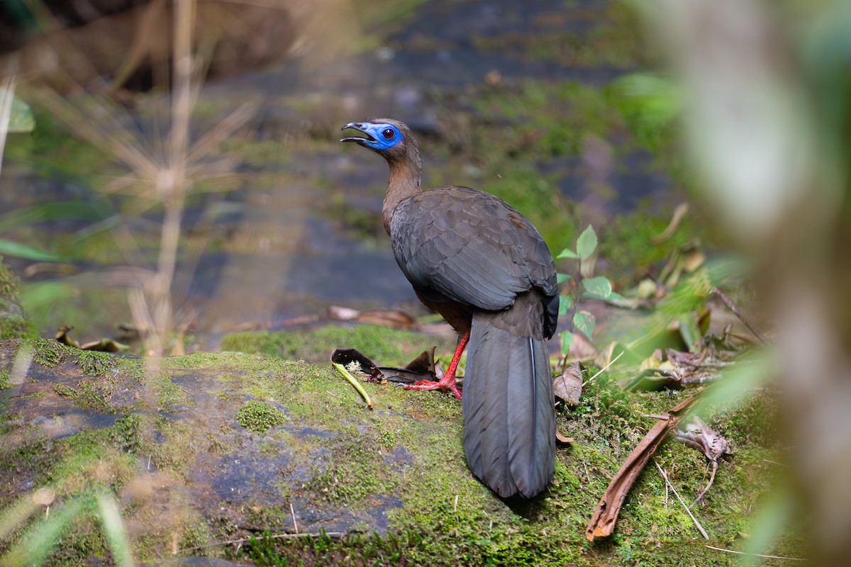 Sickle-winged Guan - ML652877846