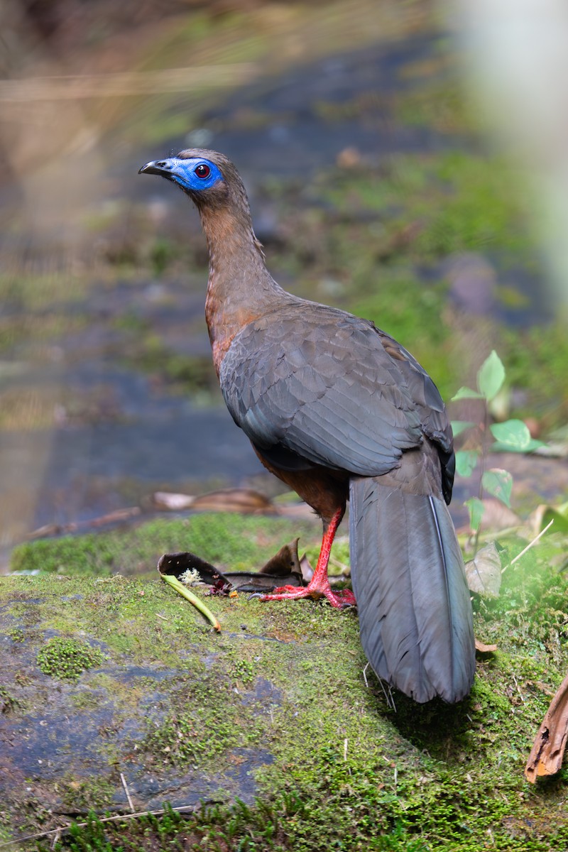 Sickle-winged Guan - ML652877847