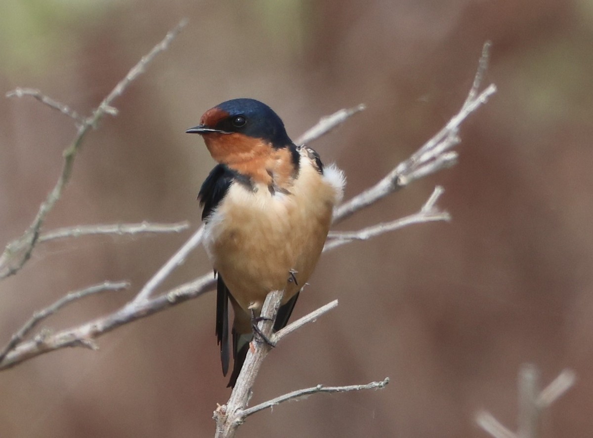 vlaštovka obecná - ML652877934