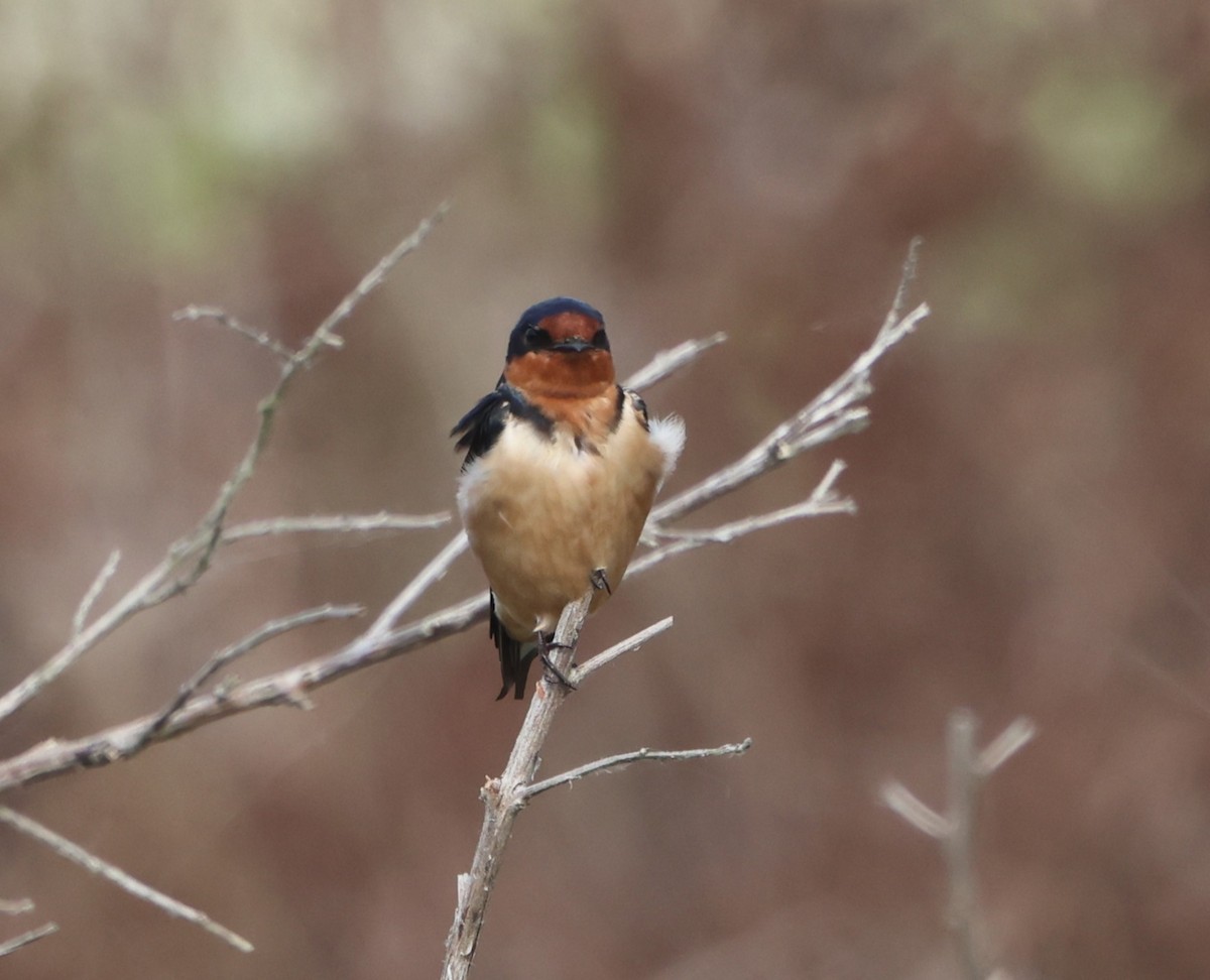 vlaštovka obecná - ML652877935
