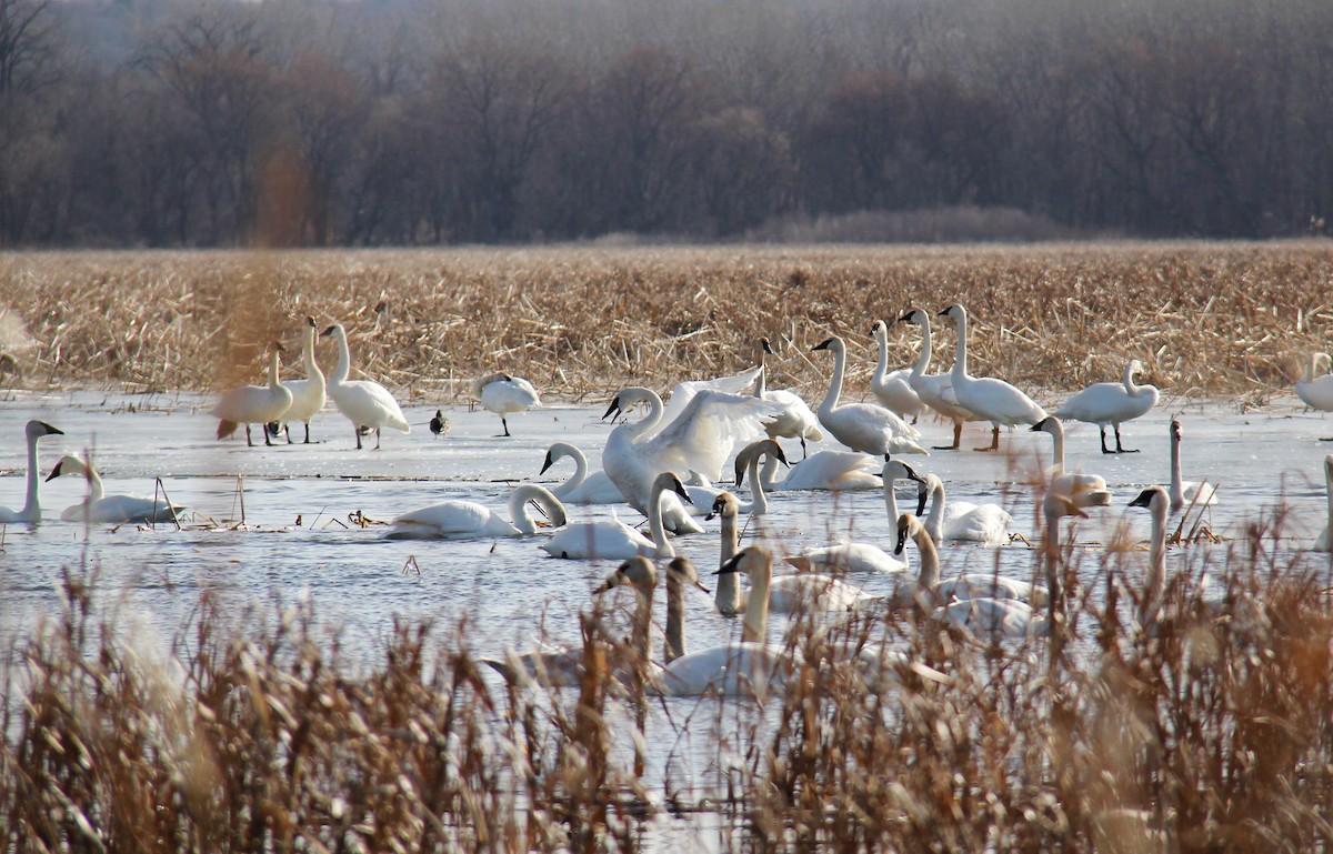 Trumpeter Swan - ML652877967