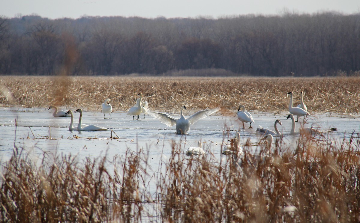 Trumpeter Swan - ML652877968