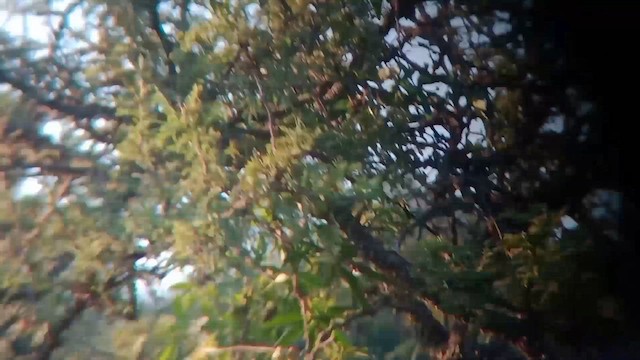 Olive-crowned Crescentchest - ML652878212