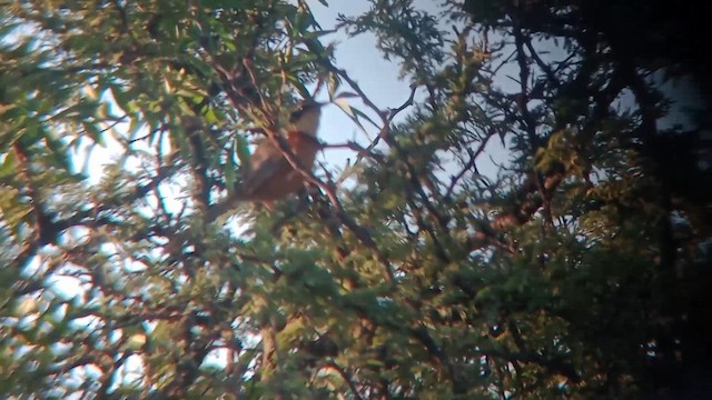 Olive-crowned Crescentchest - ML652878215