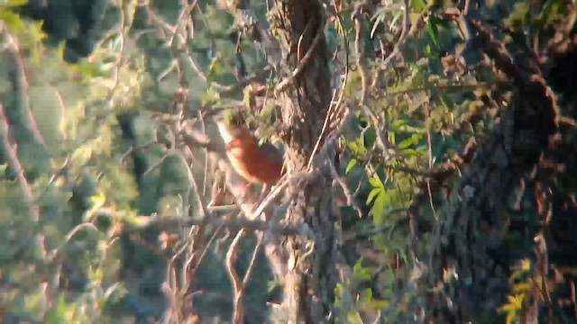 Olive-crowned Crescentchest - ML652878217