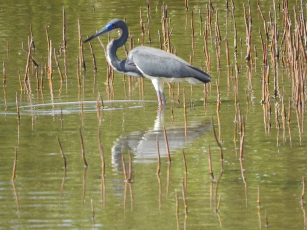 Tricolored Heron - ML652878287