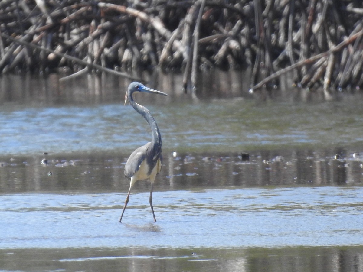 Tricolored Heron - ML652878288