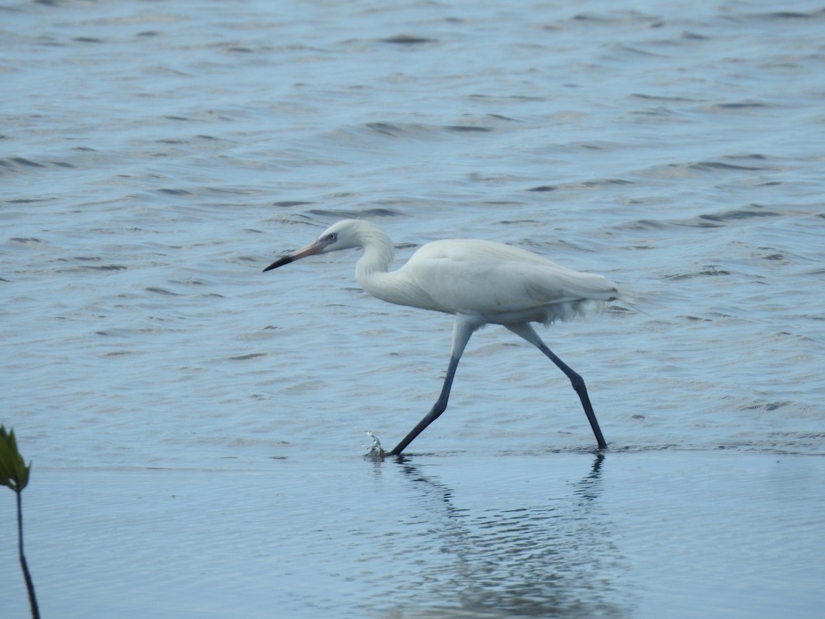 Reddish Egret - ML652878325