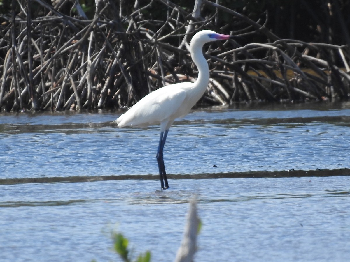 Reddish Egret - ML652878326