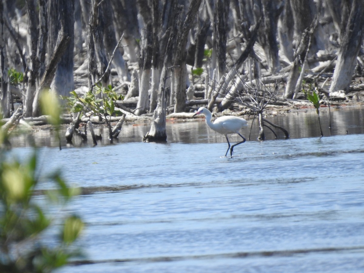 Reddish Egret - ML652878327
