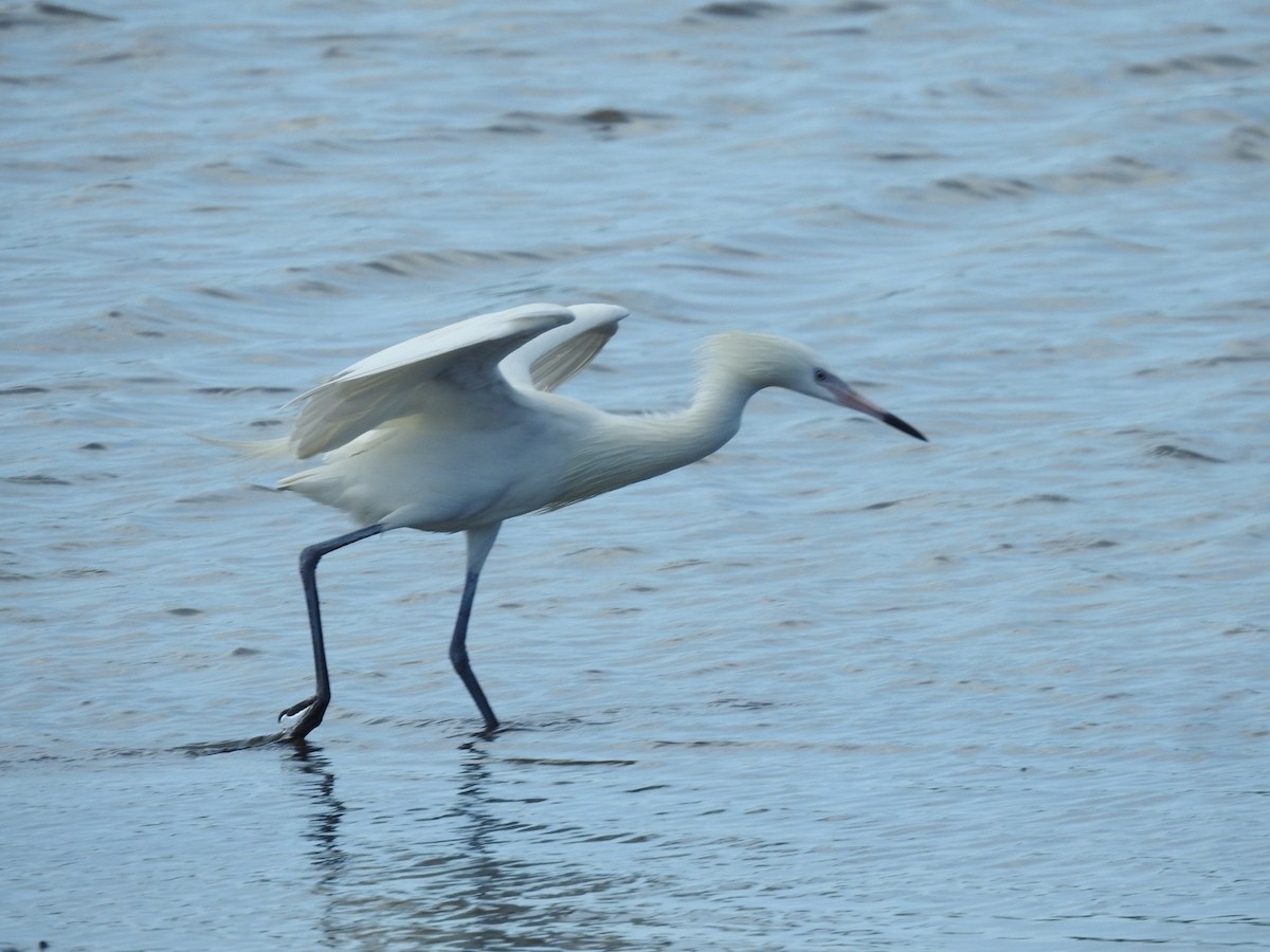 Reddish Egret - ML652878328