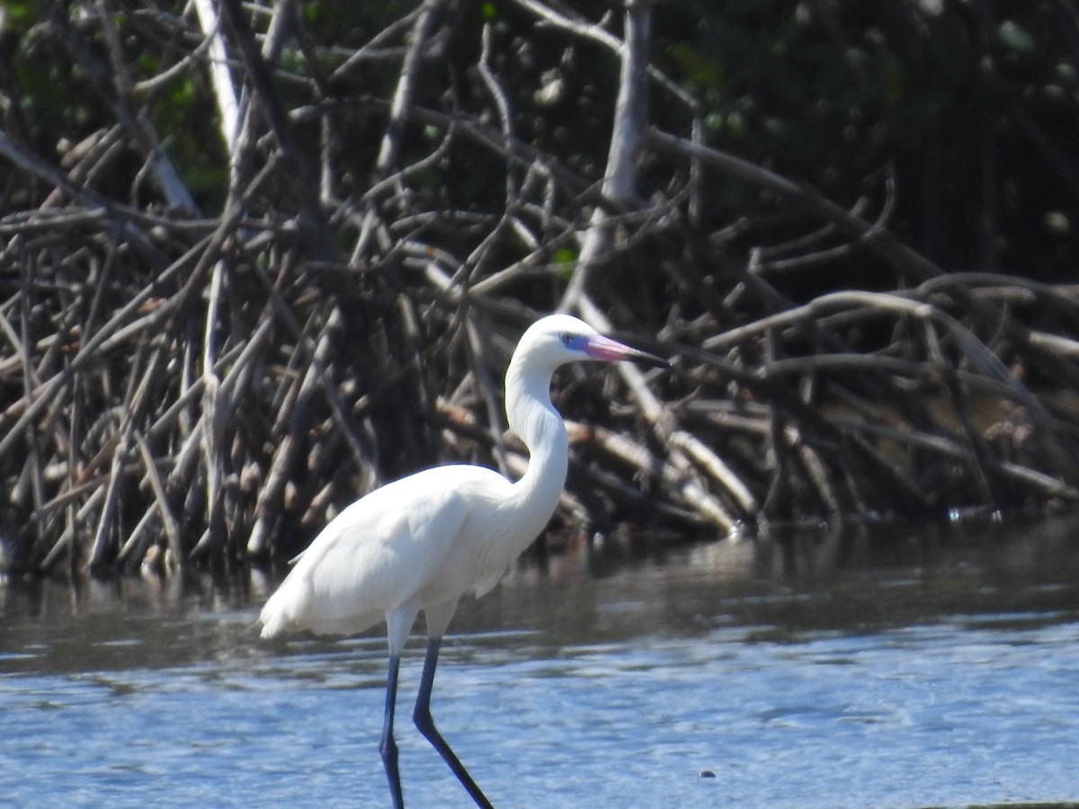 Reddish Egret - ML652878329