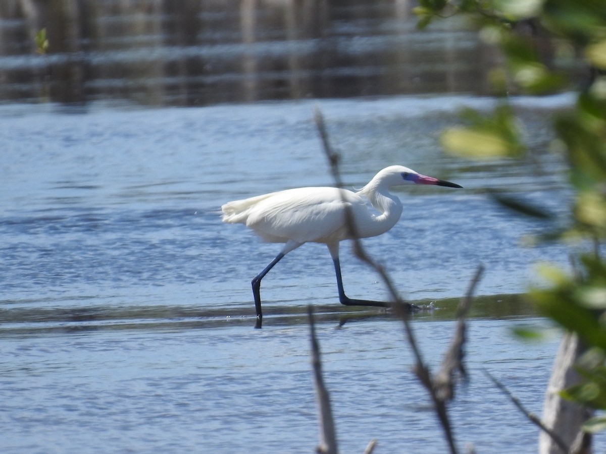 Reddish Egret - ML652878331