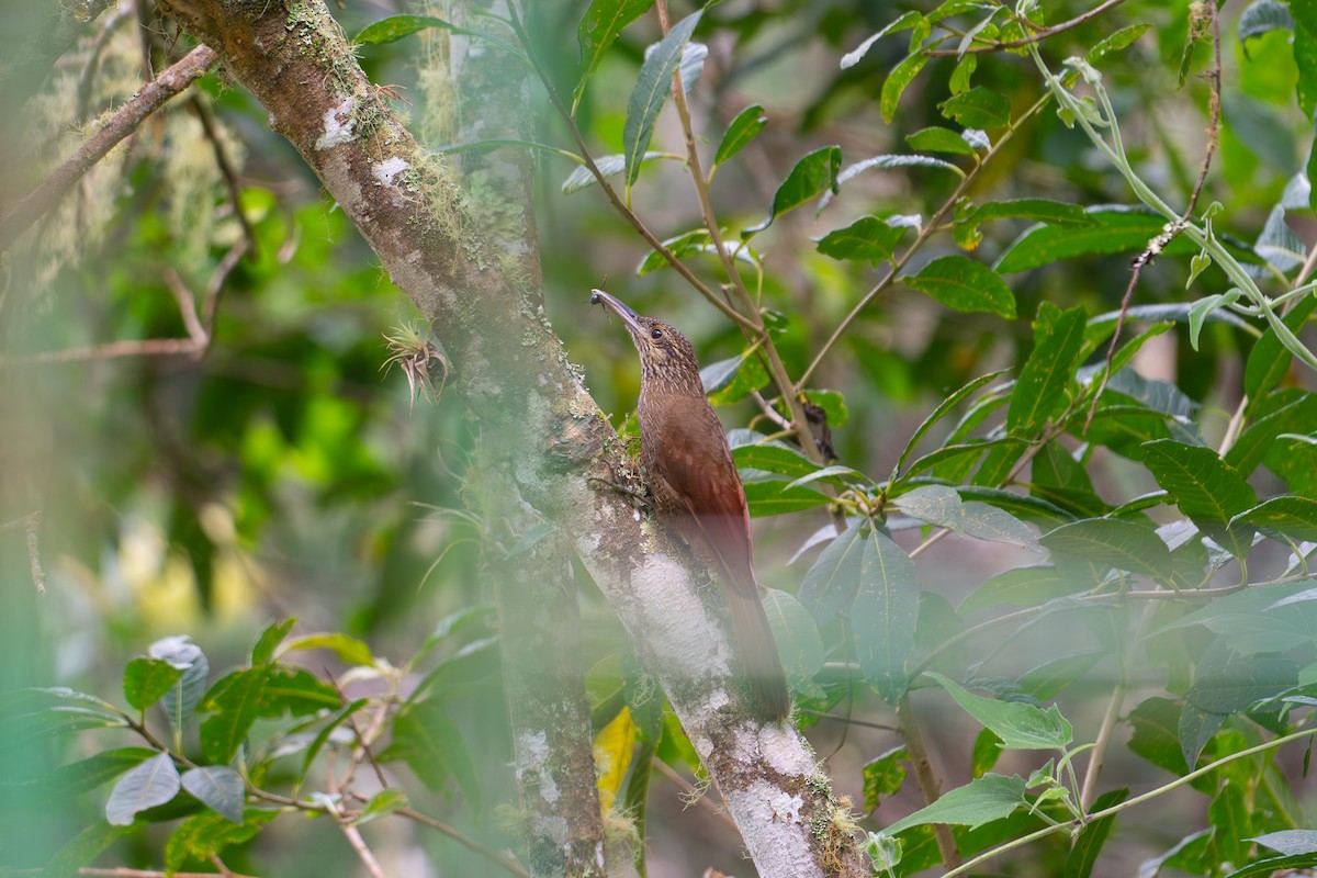 Black-banded Woodcreeper - ML652878333