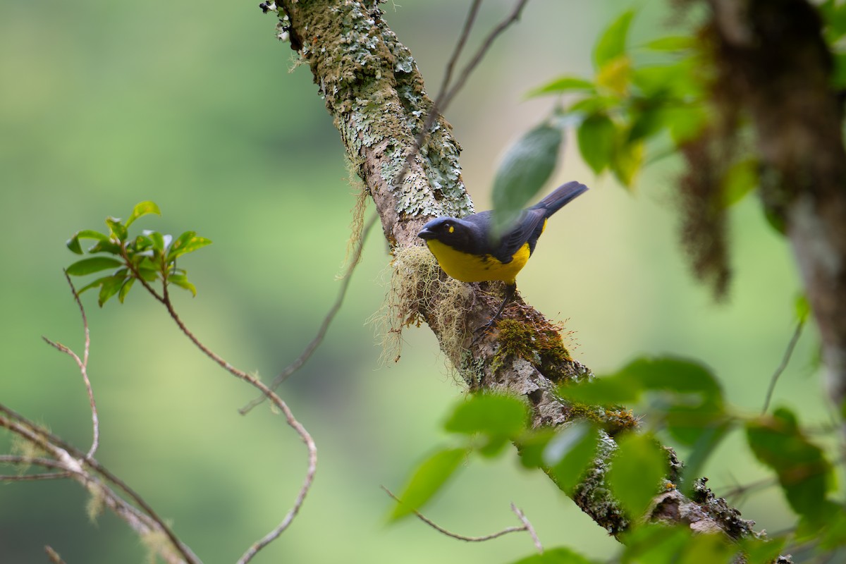Black-cheeked Mountain Tanager - ML652878336