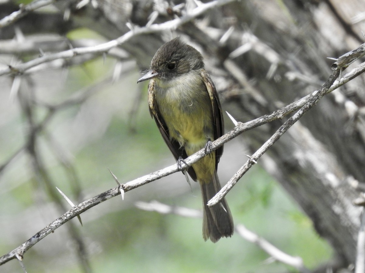 Stolid Flycatcher - ML652878354