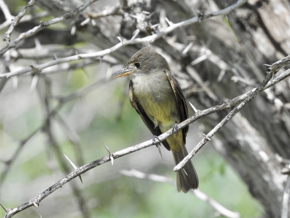 Stolid Flycatcher - ML652878355