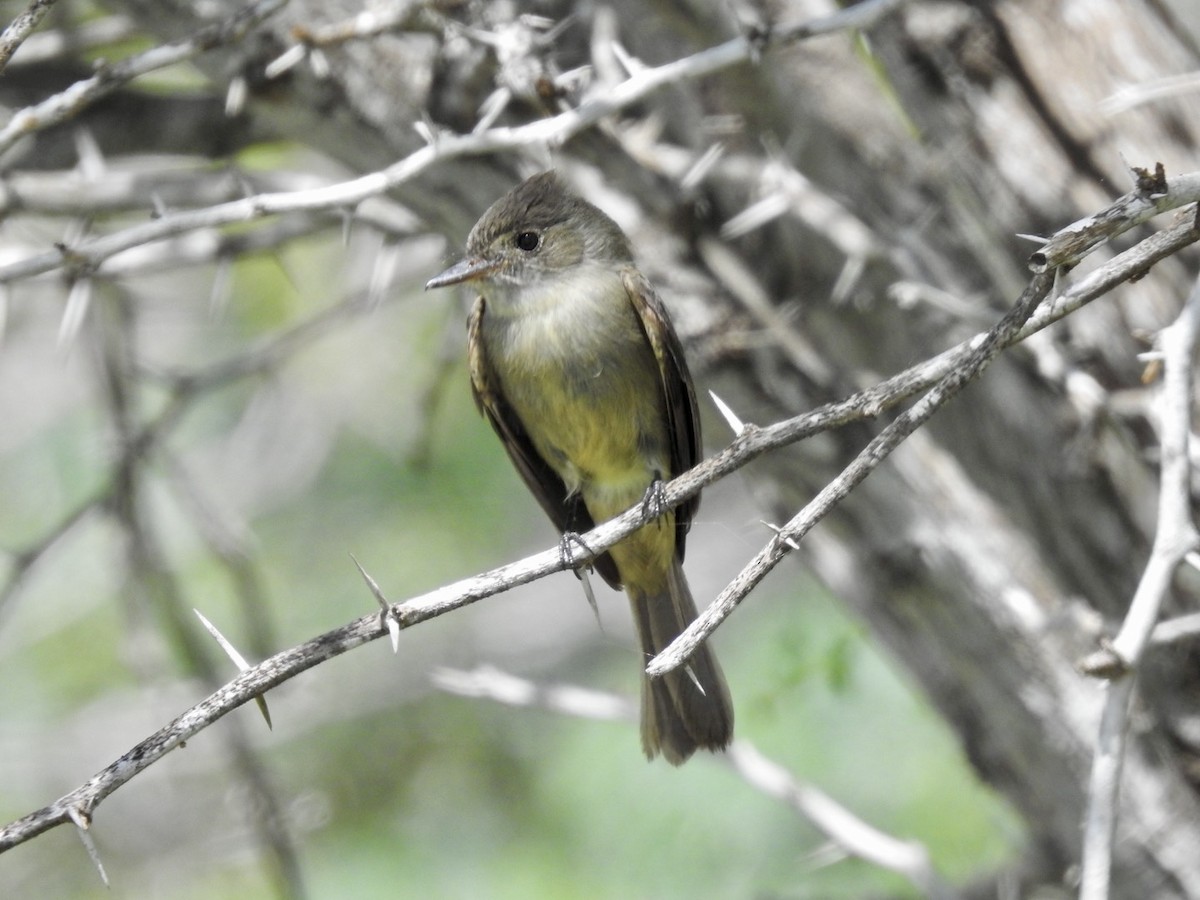 Stolid Flycatcher - ML652878356