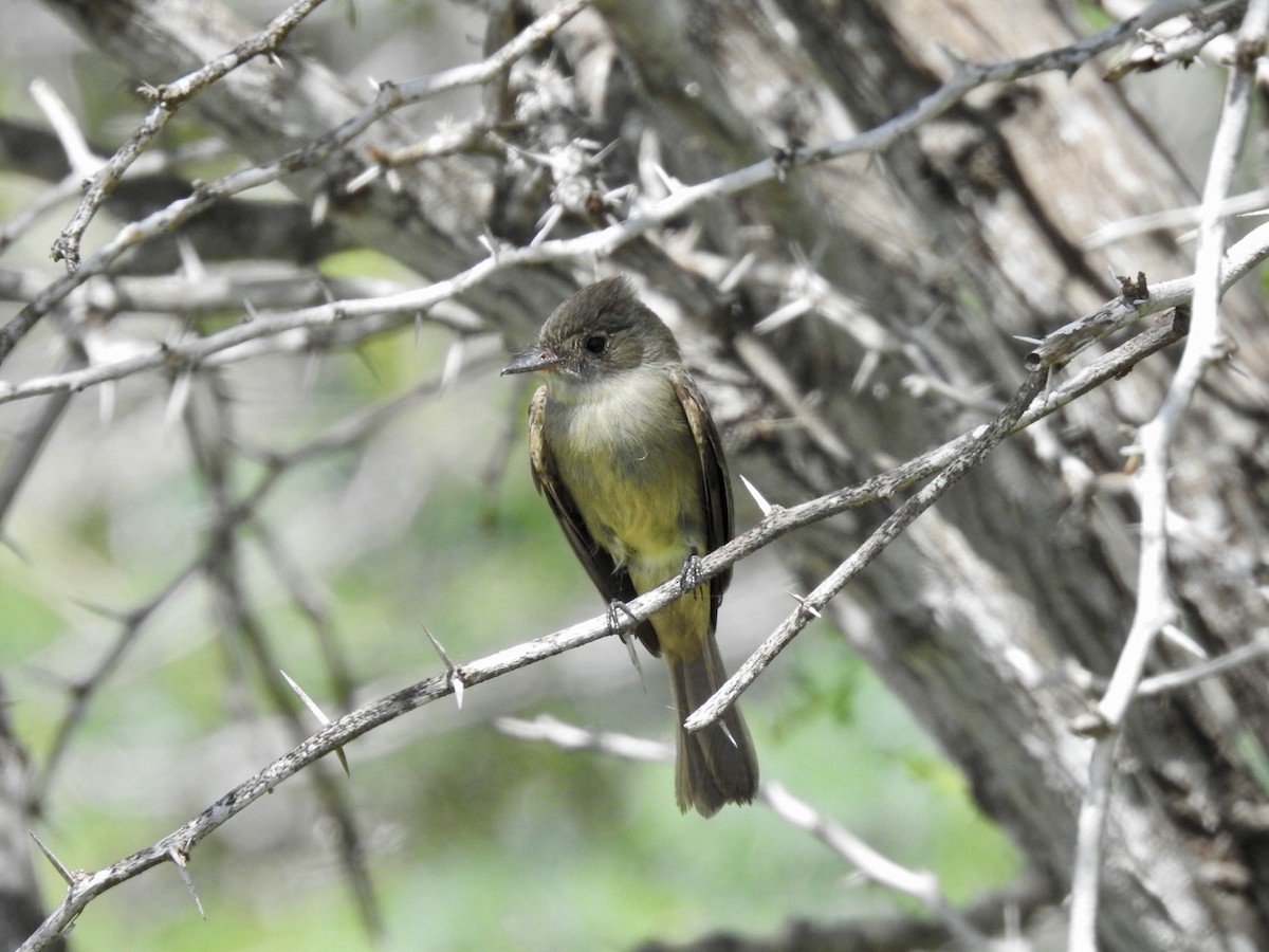 Stolid Flycatcher - ML652878357