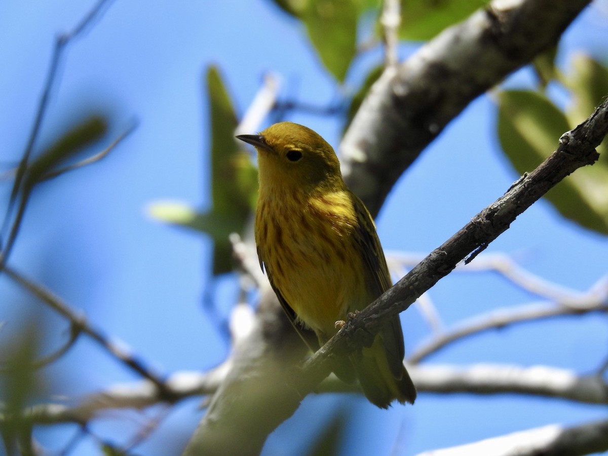 Mangrove Yellow Warbler (Greater Antillean) - ML652878376