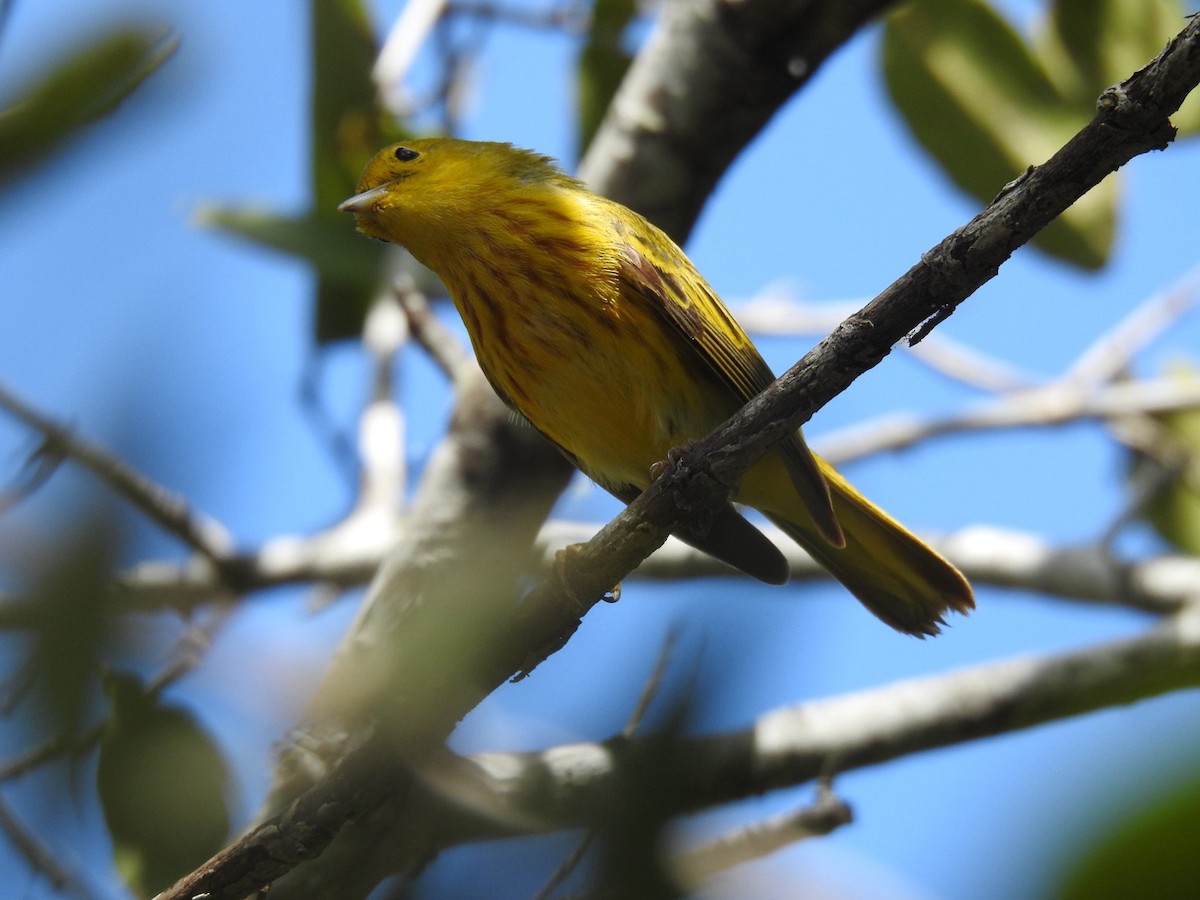 Mangrove Yellow Warbler (Greater Antillean) - ML652878377