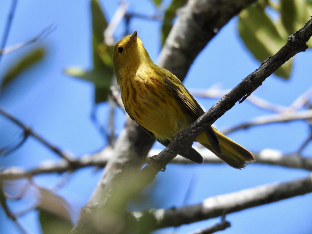 Mangrove Yellow Warbler (Greater Antillean) - ML652878378