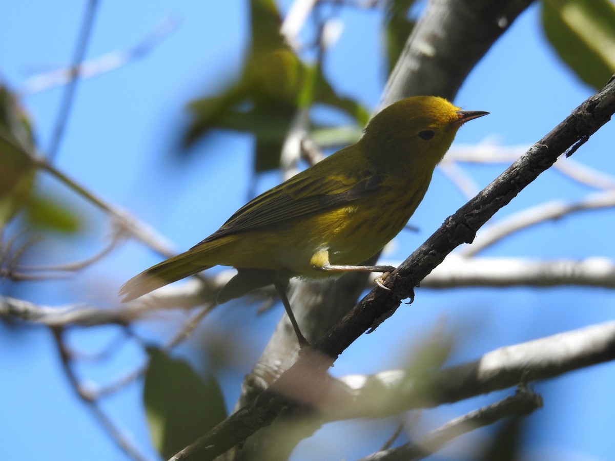 Mangrove Yellow Warbler (Greater Antillean) - ML652878379