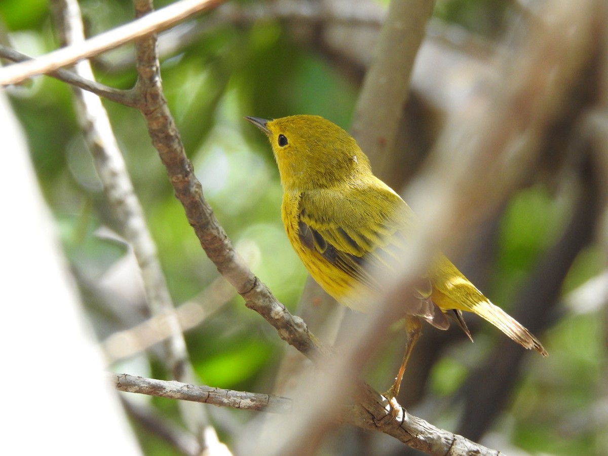 Mangrove Yellow Warbler (Greater Antillean) - ML652878380
