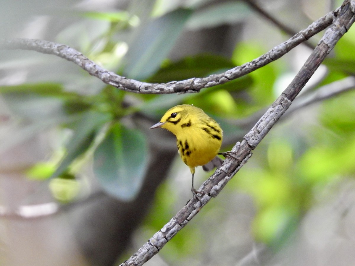 Prairie Warbler - ML652878386
