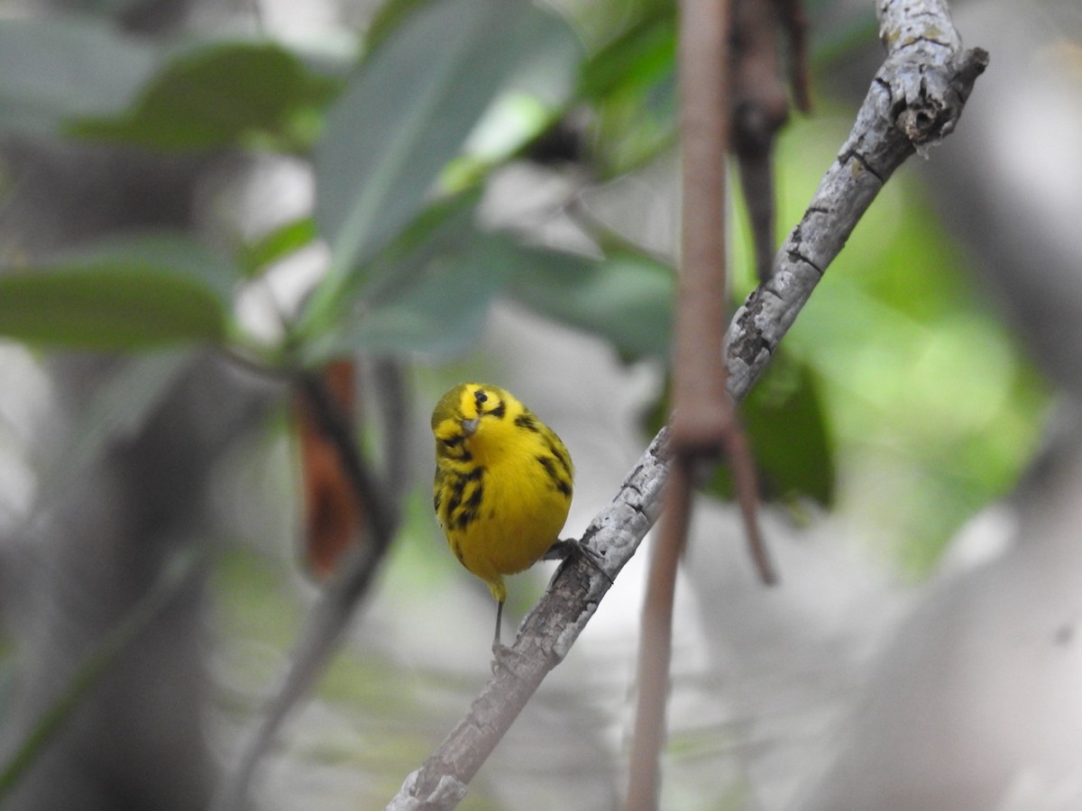 Prairie Warbler - ML652878387