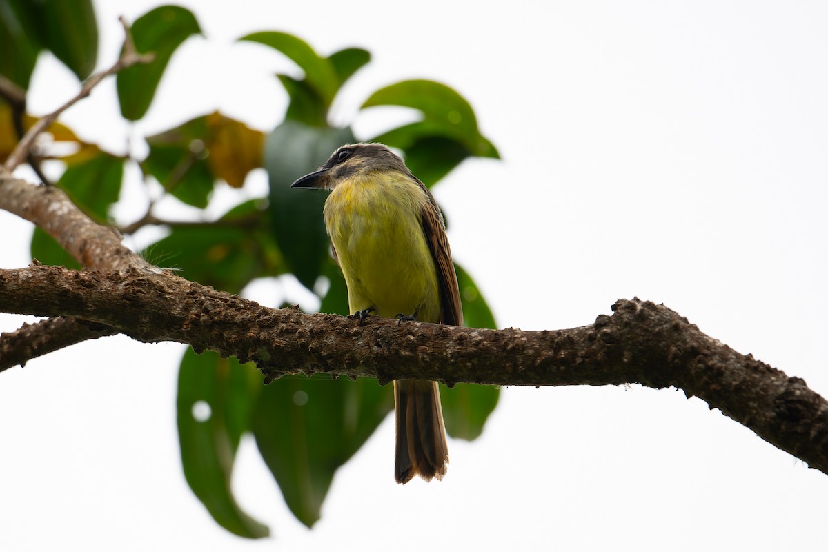 Golden-bellied Flycatcher - ML652878429