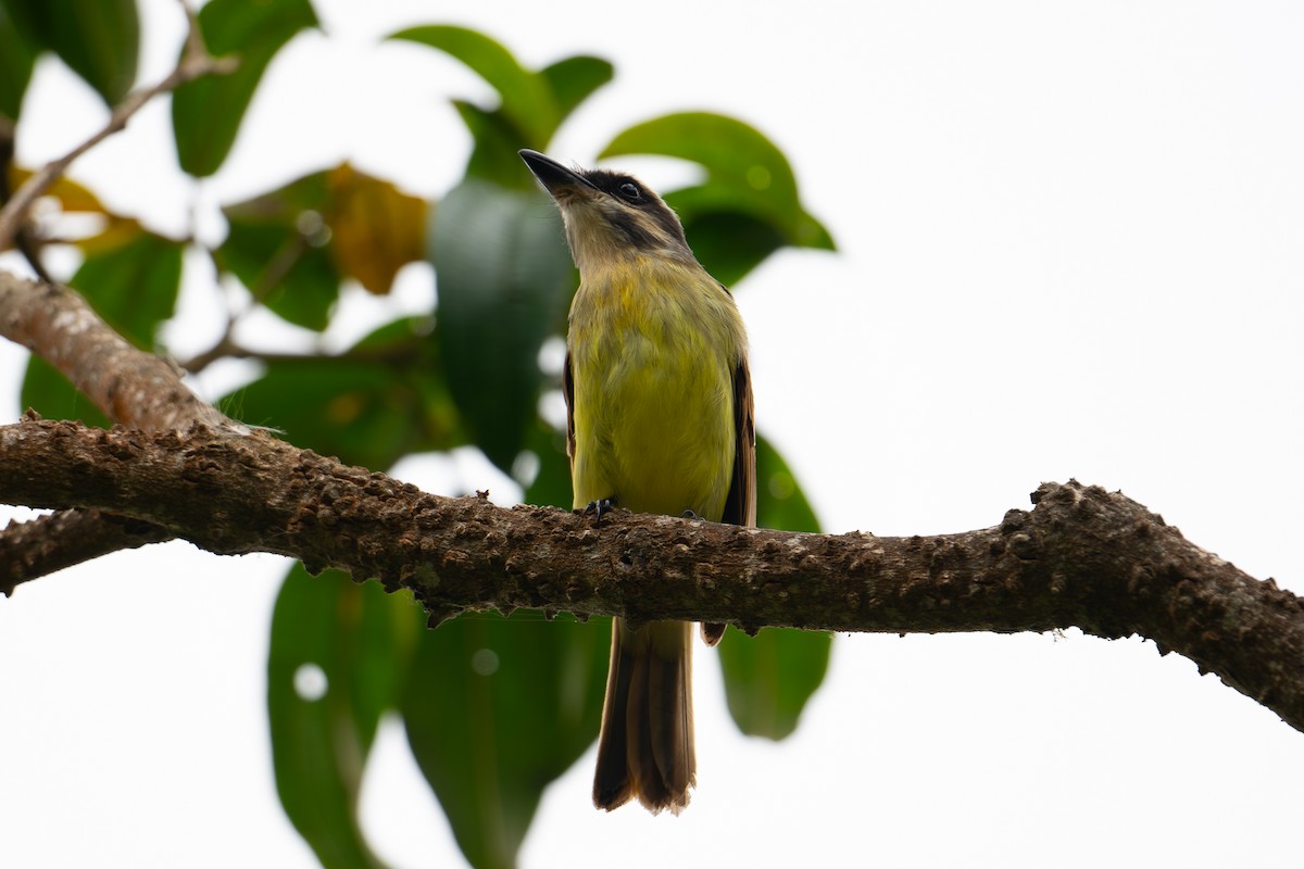 Golden-bellied Flycatcher - ML652878430