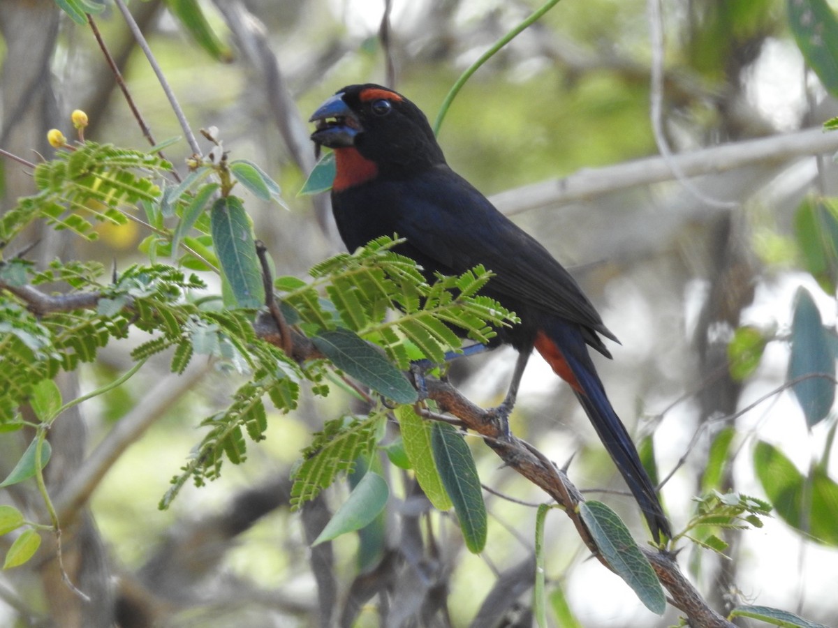 Greater Antillean Bullfinch - ML652878471