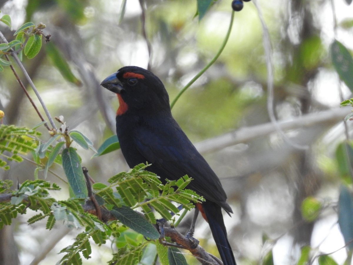 Greater Antillean Bullfinch - ML652878472