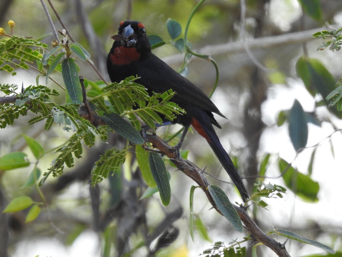 Greater Antillean Bullfinch - ML652878473