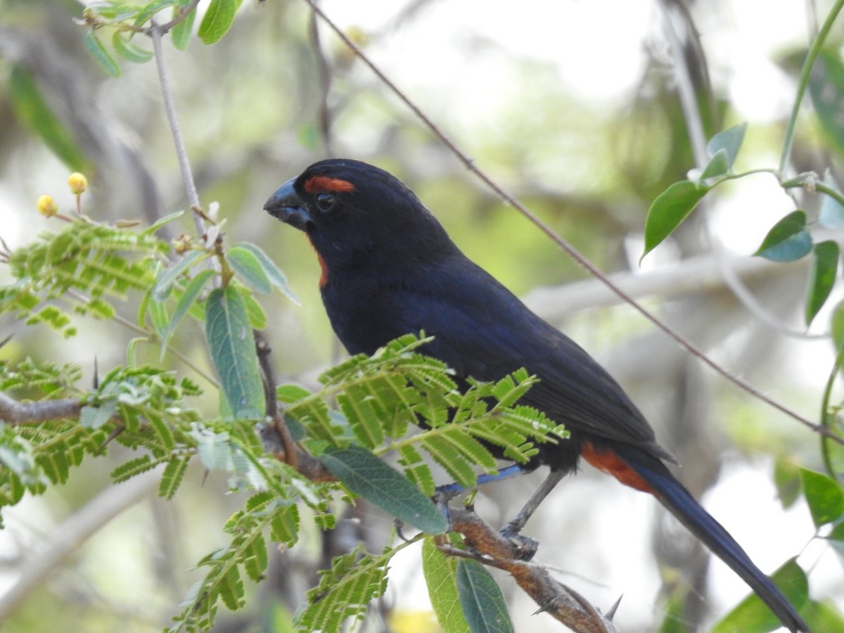 Greater Antillean Bullfinch - ML652878474