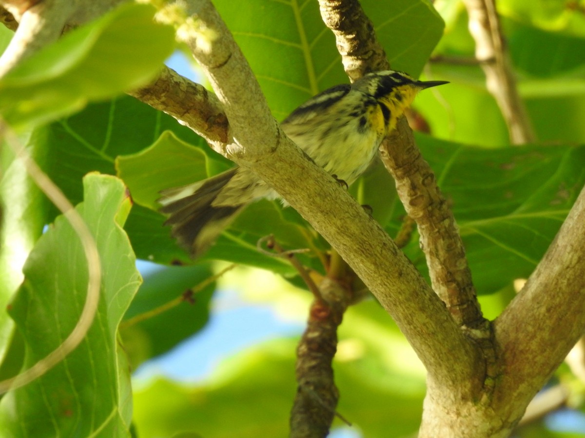 Yellow-throated Warbler - ML652878547