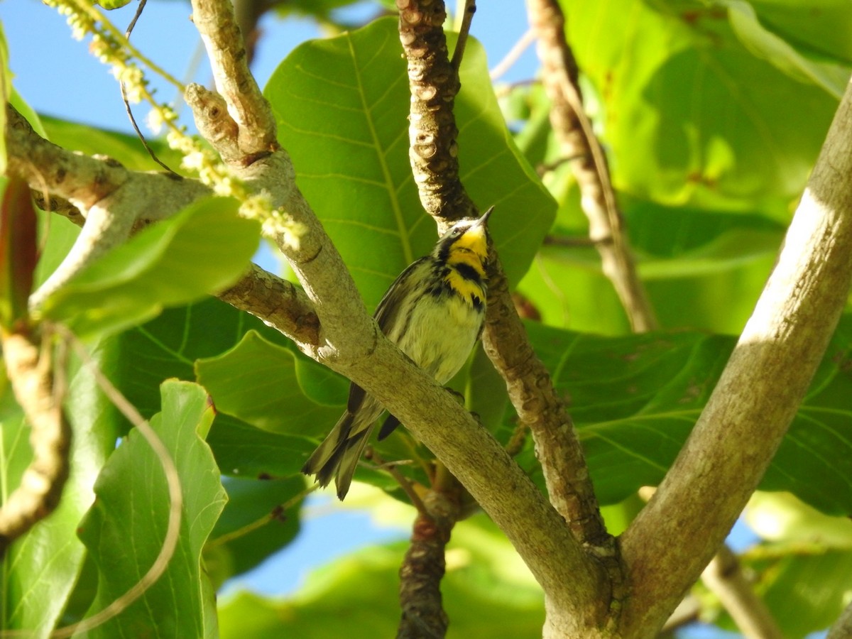 Yellow-throated Warbler - ML652878548