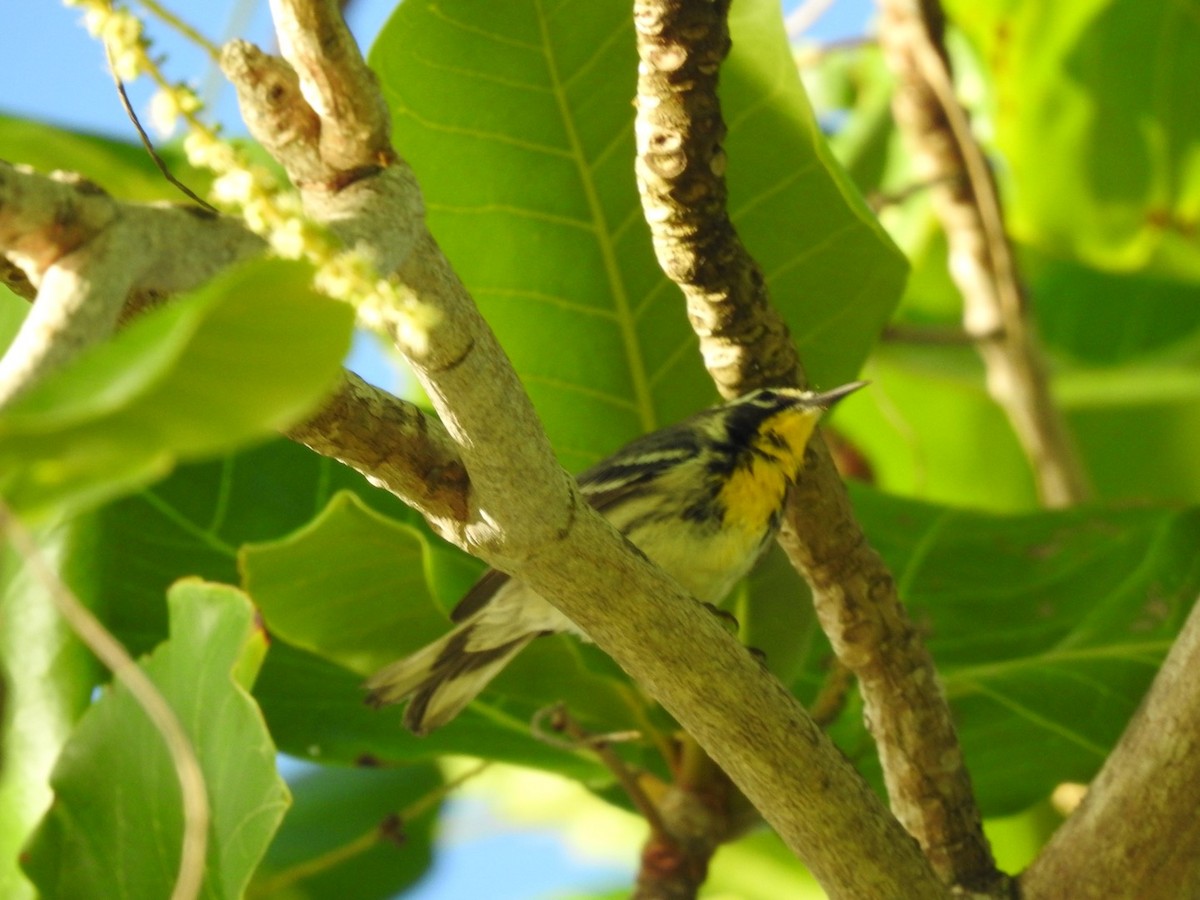 Yellow-throated Warbler - ML652878549