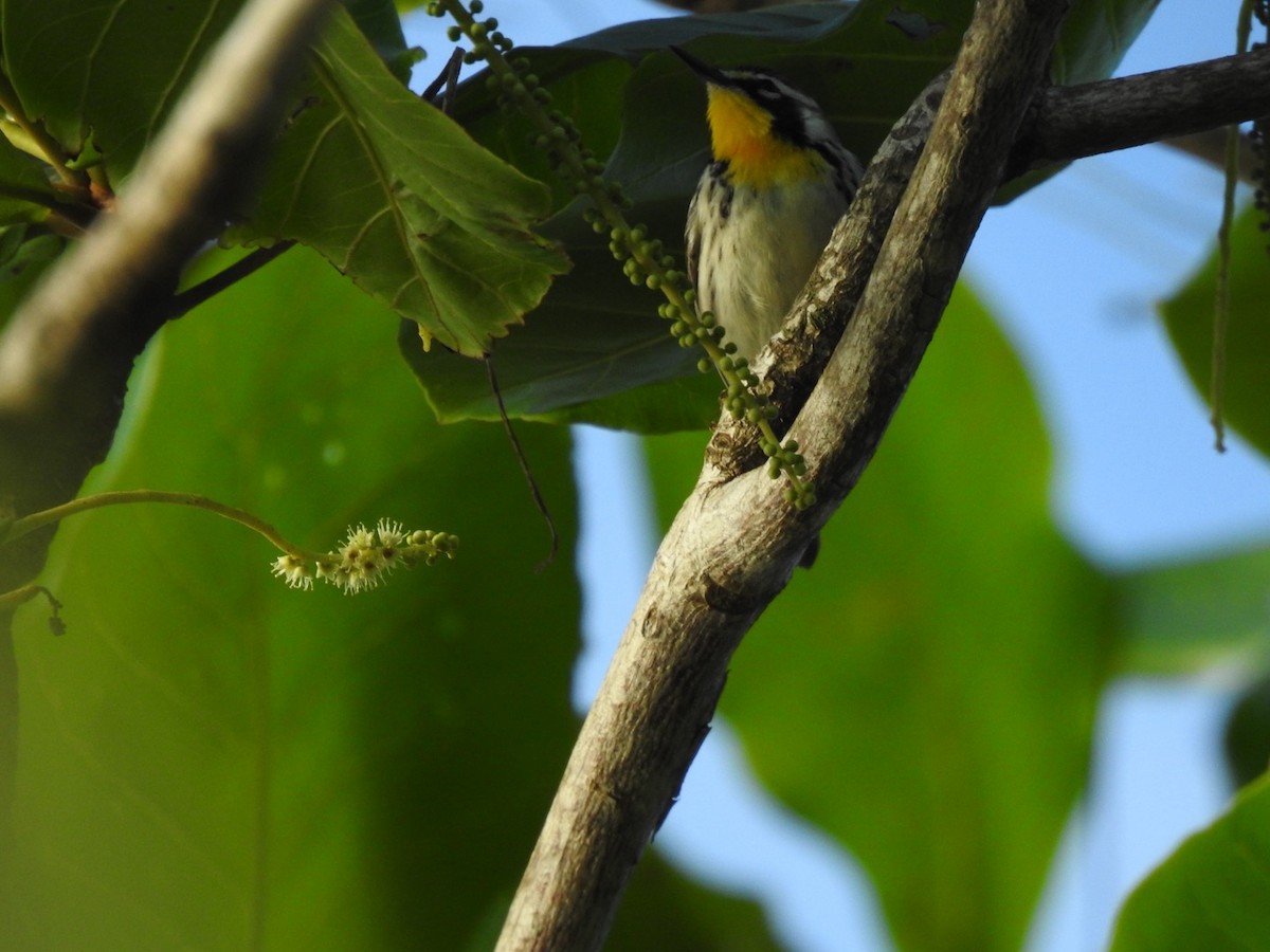 Yellow-throated Warbler - ML652878550
