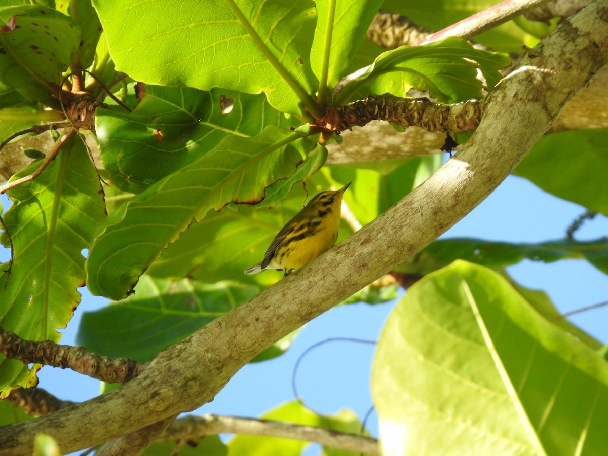 Prairie Warbler - ML652878562