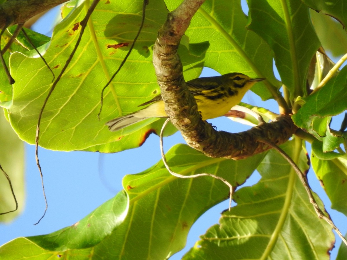 Prairie Warbler - ML652878563