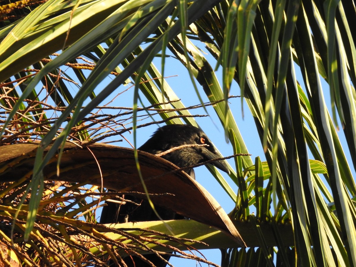 White-necked Crow - ML652878596