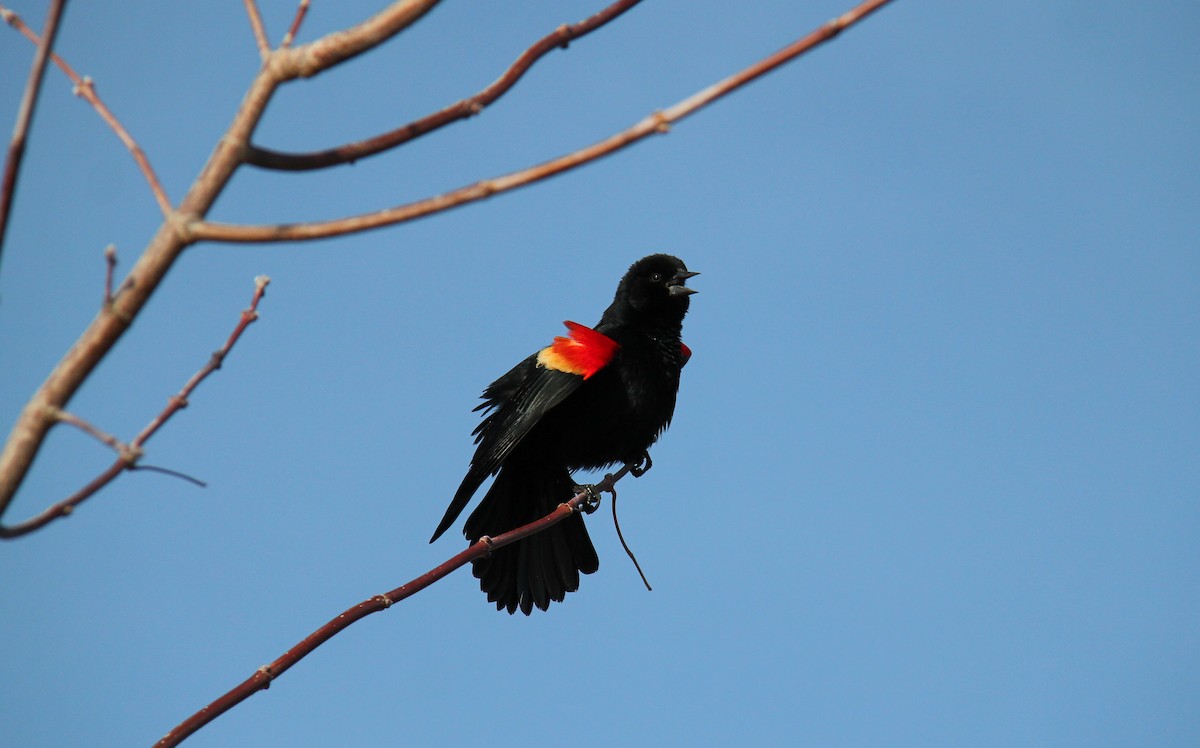 Red-winged Blackbird - ML652878686
