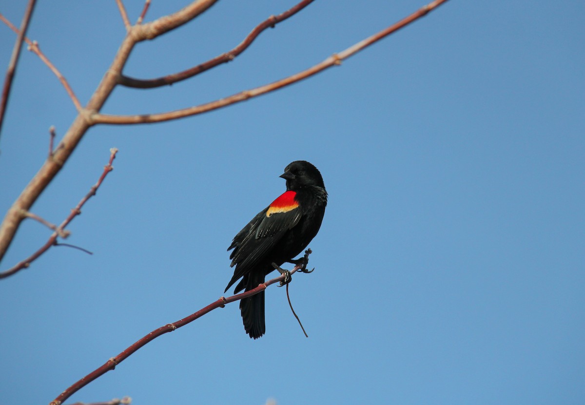 Red-winged Blackbird - ML652878687